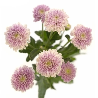 Chryzantéma SAN MILLER PEARL