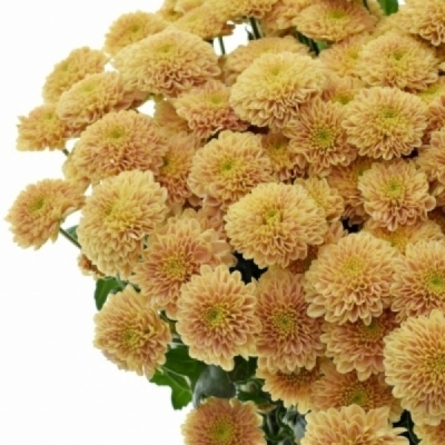 Chryzantéma SAN MILLER SALMON