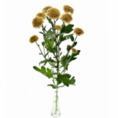 Chryzantéma SAN MILLER SALMON