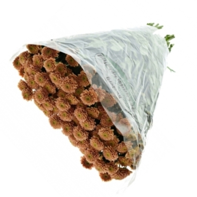 Chryzantéma SAN MILLER SMOKEY 1100 g
