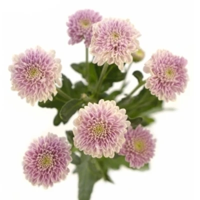 Chryzantéma SAN MILLER SWEET 1000 g