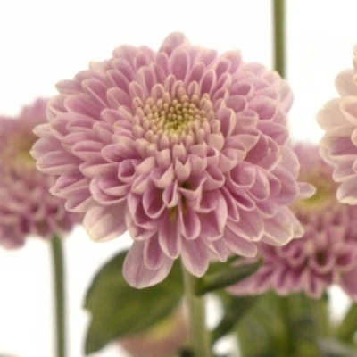 Chryzantéma SAN MILLER SWEET