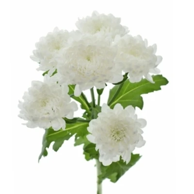 Chryzantéma SAN MILLER WHITE 1150 g