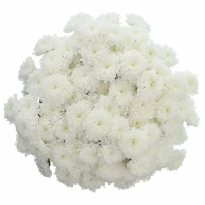 Chryzantéma SAN MILLER WHITE