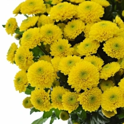 Chryzantéma SAN MILLER YELLOW