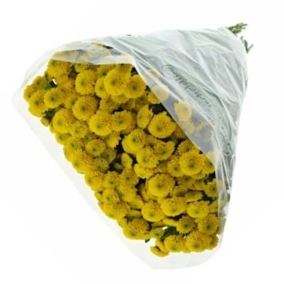 Chryzantéma SAN MILLER YELLOW