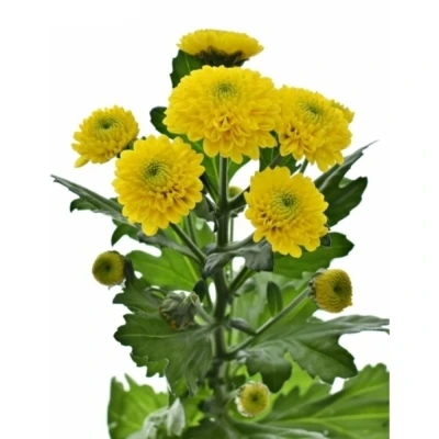 Chryzantéma SAN MILLER YELLOW 900 g