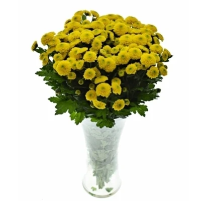 Chryzantéma SAN MILLER YELLOW