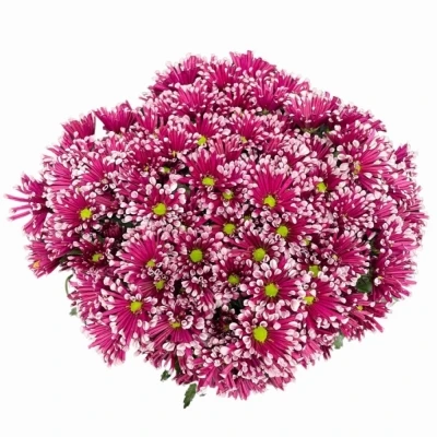 Chryzantéma SAN MIRI