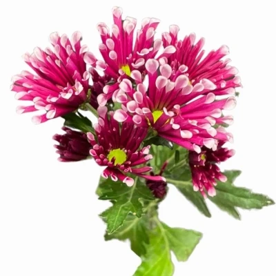 Chryzantéma SAN MIRI 1050 g