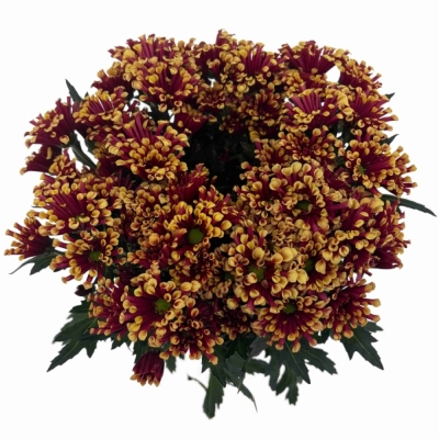 Chryzantéma SAN MIRI YELLOW