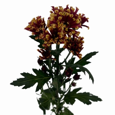 Chryzantéma SAN MIRI YELLOW