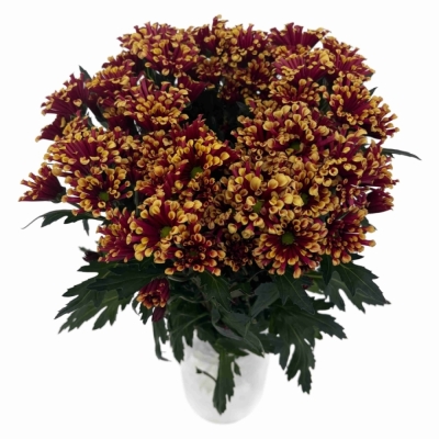 Chryzantéma SAN MIRI YELLOW