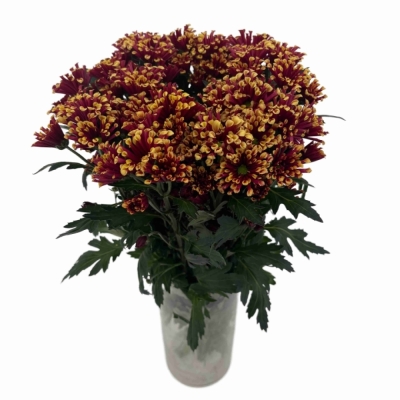 Chryzantéma SAN MIRI YELLOW