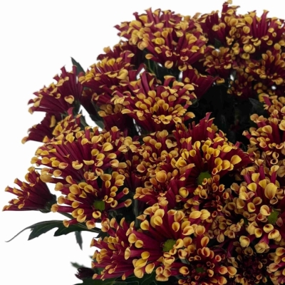 Chryzantéma SAN MIRI YELLOW