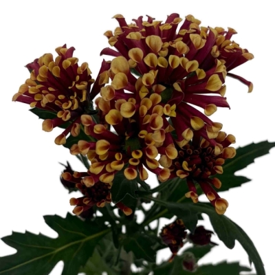 Chryzantéma SAN MIRI YELLOW 1050 g