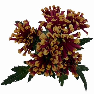 Chryzantéma SAN MIRI YELLOW