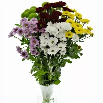 Chryzantéma SAN MIX 1100g