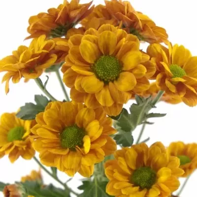 Chryzantéma SAN MONIKA 1050g