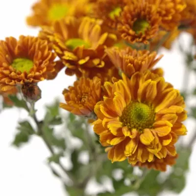 Chryzantéma SAN NATHALIE 1300g