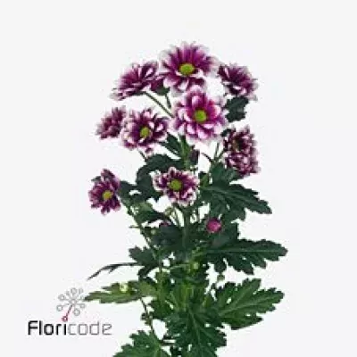 Chryzantéma SAN OPERA 1150g