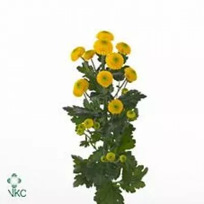 Chryzantéma SAN PAINTBALL SUNNY 1200g