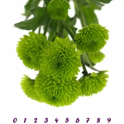 Chryzantema SAN PALM GREEN 1100g