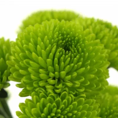 Chryzantéma SAN PALM GREEN 1250g