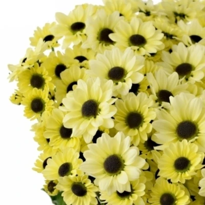 Chryzantéma SAN PATRESE CREAM