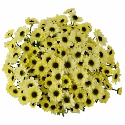 Chryzantéma SAN PATRESE CREAM