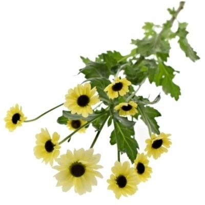 Chryzantéma SAN PATRESE CREAM