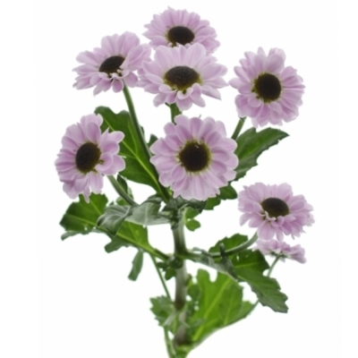 Chryzantéma SAN PATRESE PINK 1050 g