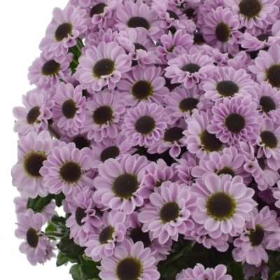 Chryzantéma SAN PATRESE PINK