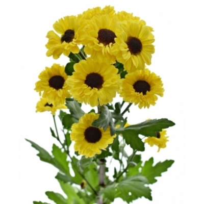 Chryzantéma SAN PATRESE SUNNY 1050 g