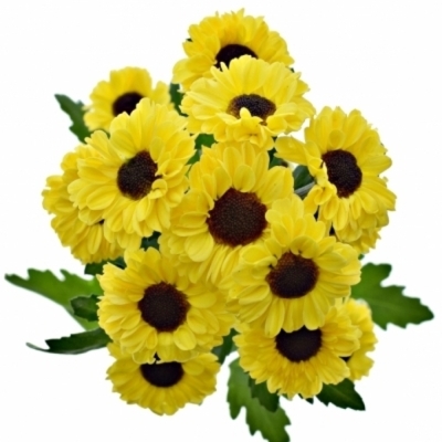 Chryzantéma SAN PATRESE SUNNY