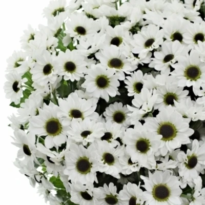 Chryzantéma SAN PATRESE WHITE