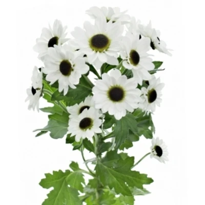 Chryzantéma SAN PATRESE WHITE 1050 g