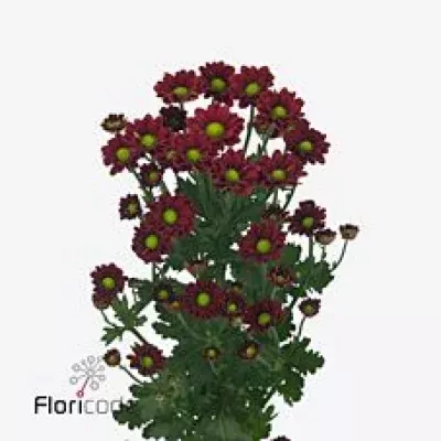 Chryzantéma SAN PIMENTO 1300g