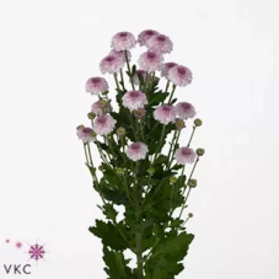 Chryzantéma SAN PINKYROCK 1300g