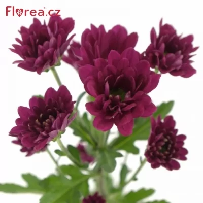 Chryzantéma SAN PITAJA 1000g