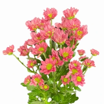 Chryzantéma SAN PIXEL BLUSH 1150 g