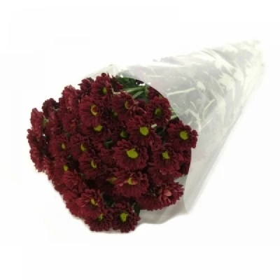 Chryzantéma SAN PIXEL REDDY