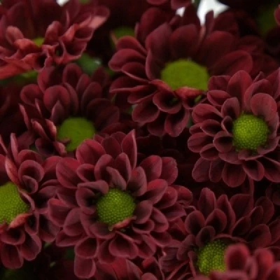 Chryzantéma SAN PIXEL REDDY