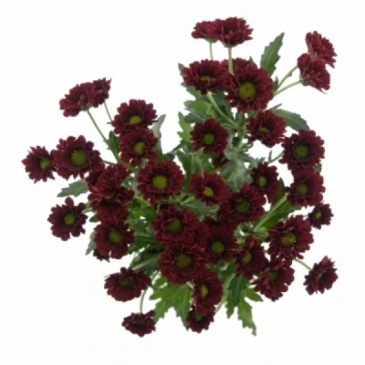 Chryzantéma SAN PIXEL REDDY