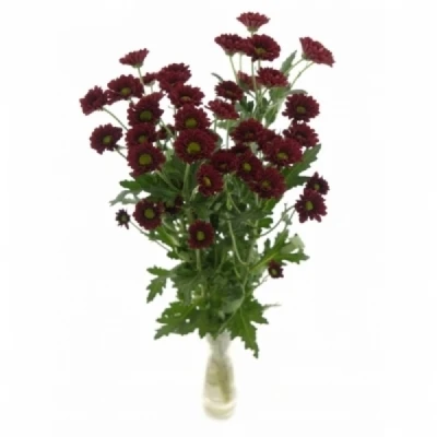 Chryzantéma SAN PIXEL REDDY