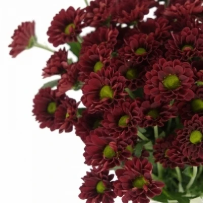 Chryzantéma SAN PIXEL REDDY