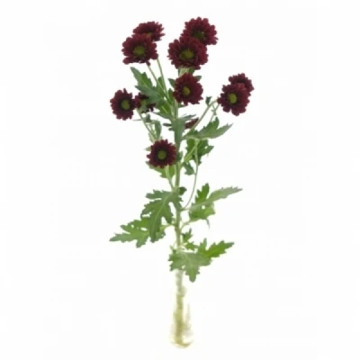 Chryzantéma SAN PIXEL REDDY