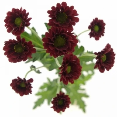 Chryzantéma SAN PIXEL REDDY