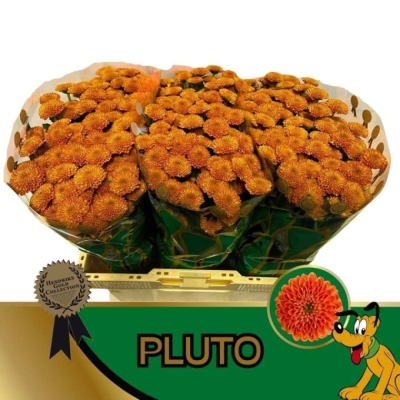Chryzantéma SAN PLUTO