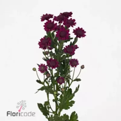 Chryzantéma SAN ROBINI 1050g